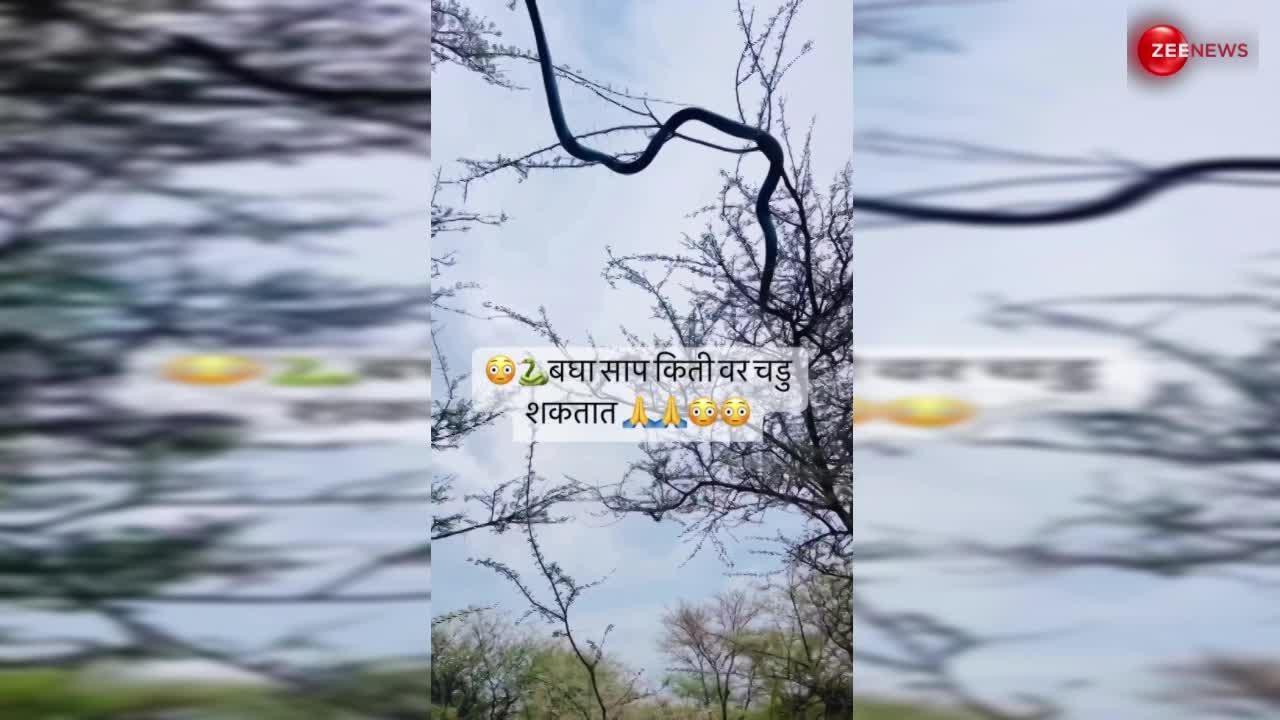 एक पेड़ से दूसरे कंटीले पेड़ पर छलांग मार चढ गया किंग कोबरा, देखकर लोग बोले- नागिन का चक्कर बाबू भैया...