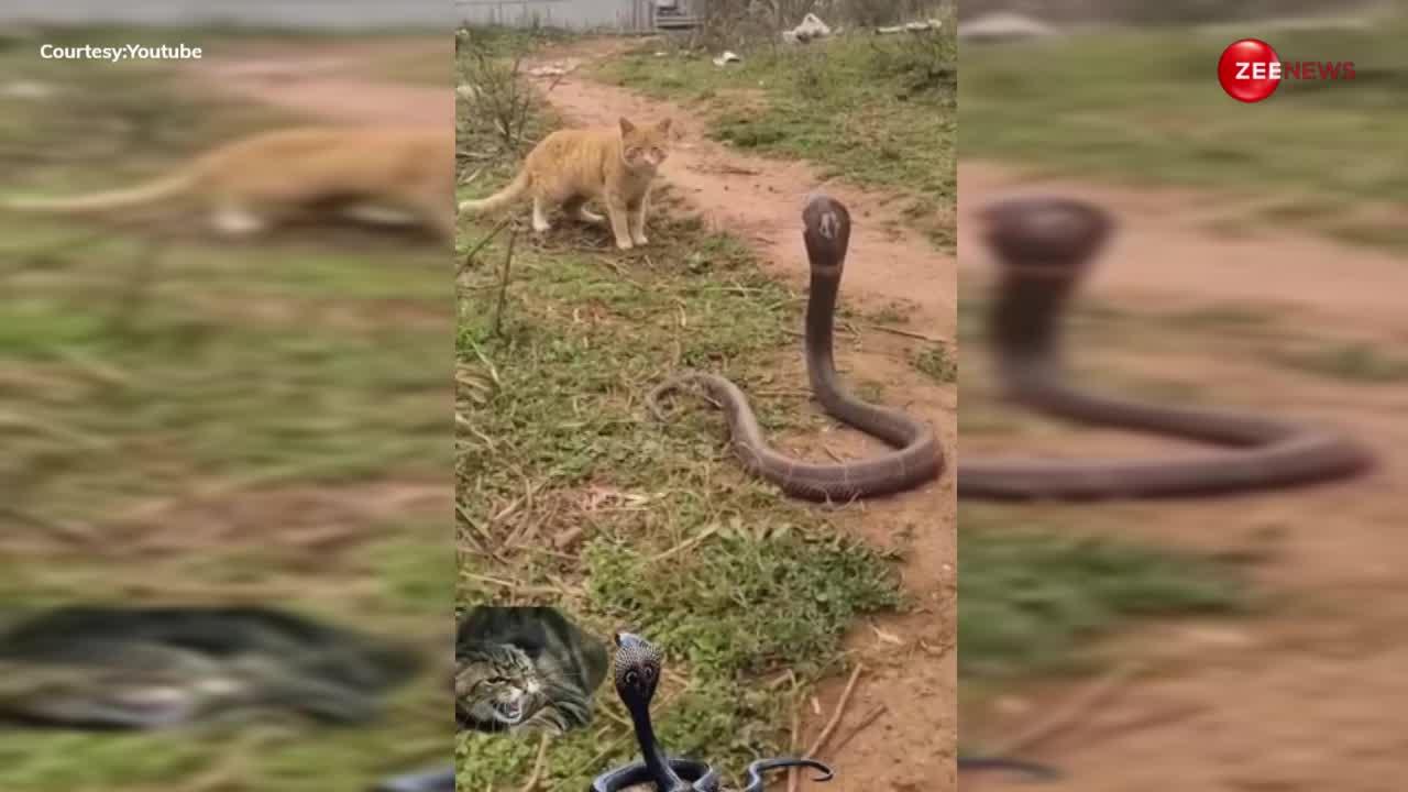 King Cobra का बिल्ली से हुआ जब सामना, गुस्सा देख डरती हुई बिल्ली ने चली अनोखी चाल, वीडियो हुआ वायरल