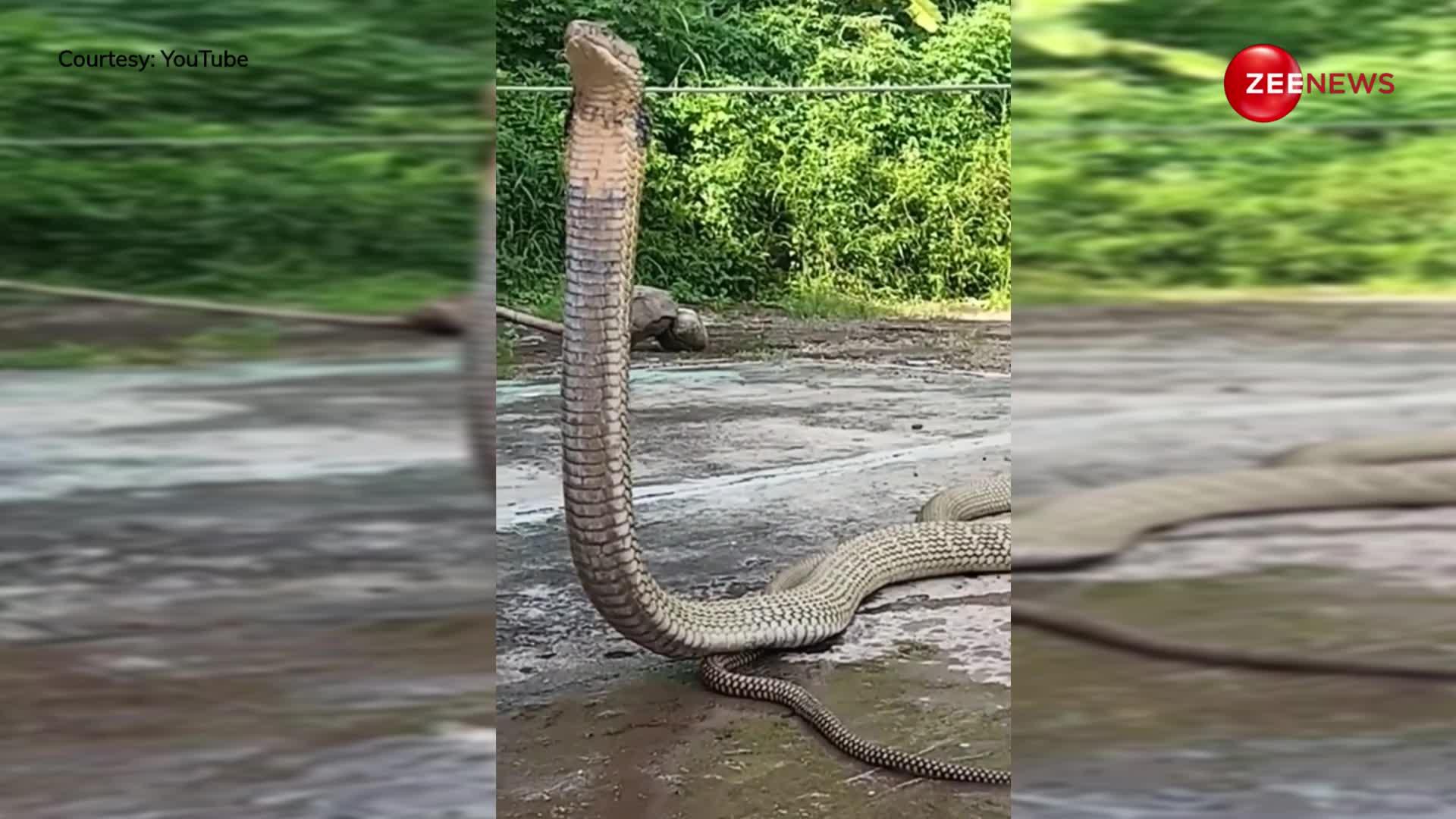 एक ही जगह घूरता रहा 20 फुट लंबा King Cobra, इस आवाज को सुन देर तक हवा में खड़ा रहा सांप