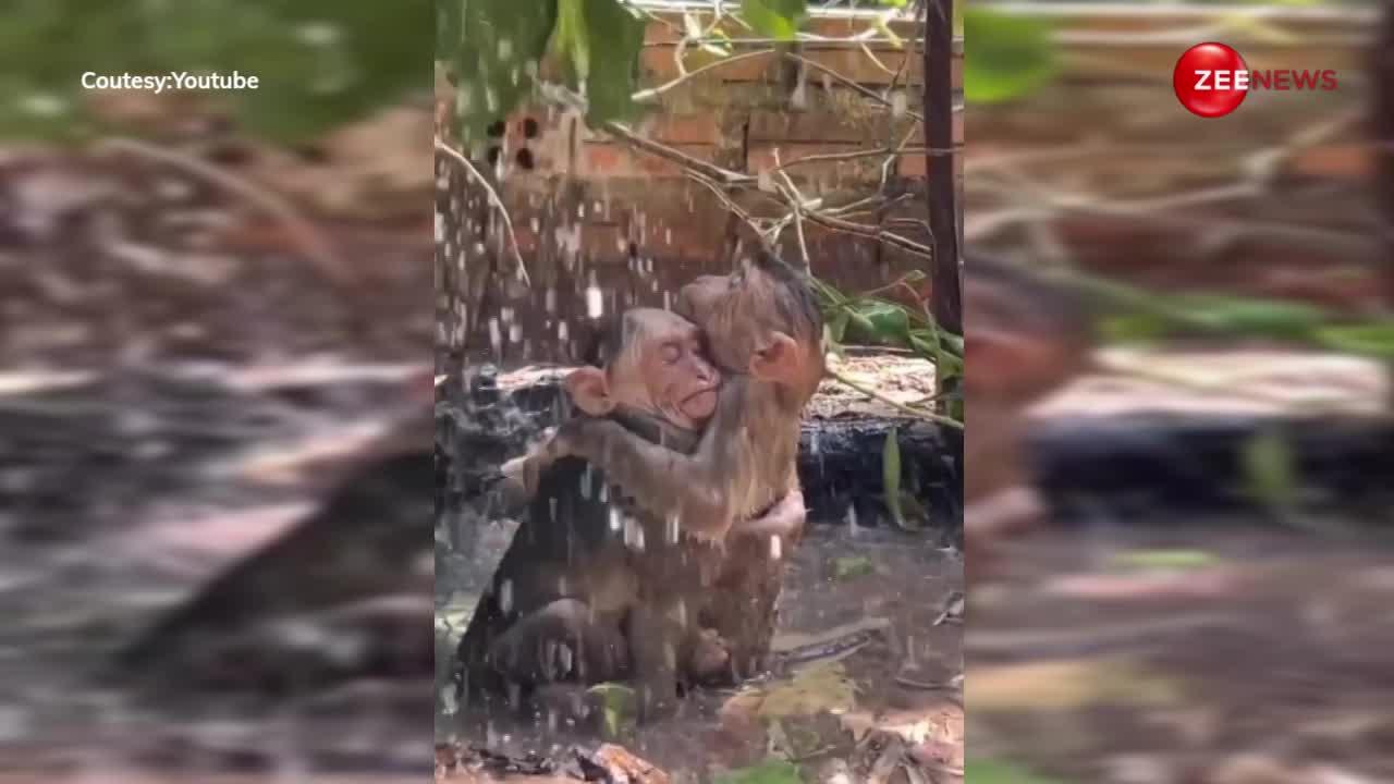 गर्मी से परेशान होकर बंदर-बंदरिया ने वॉटरफॉल का लिया मजा, एक दूसरे के बाहों हो खोए रहे दोनों