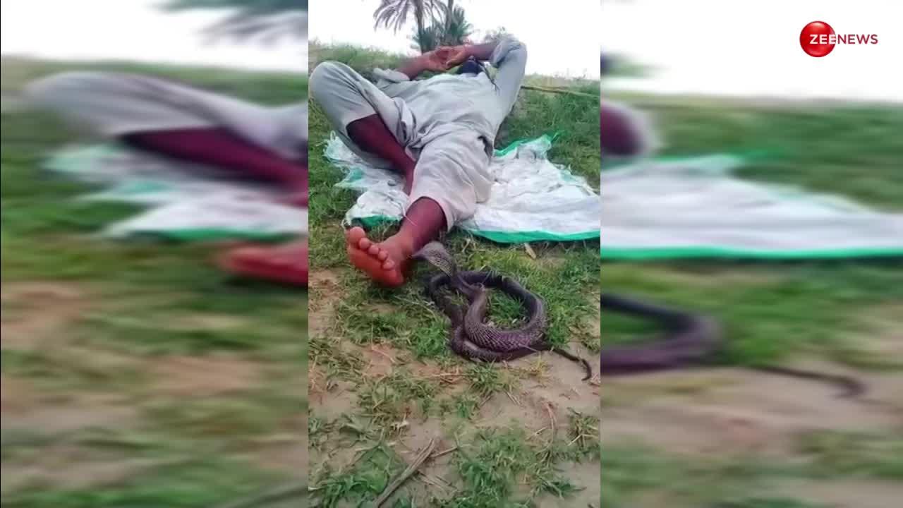 इस आदमी के पैरों को चुमता दिखा King Cobra, लोगों ने बताया चमत्कार