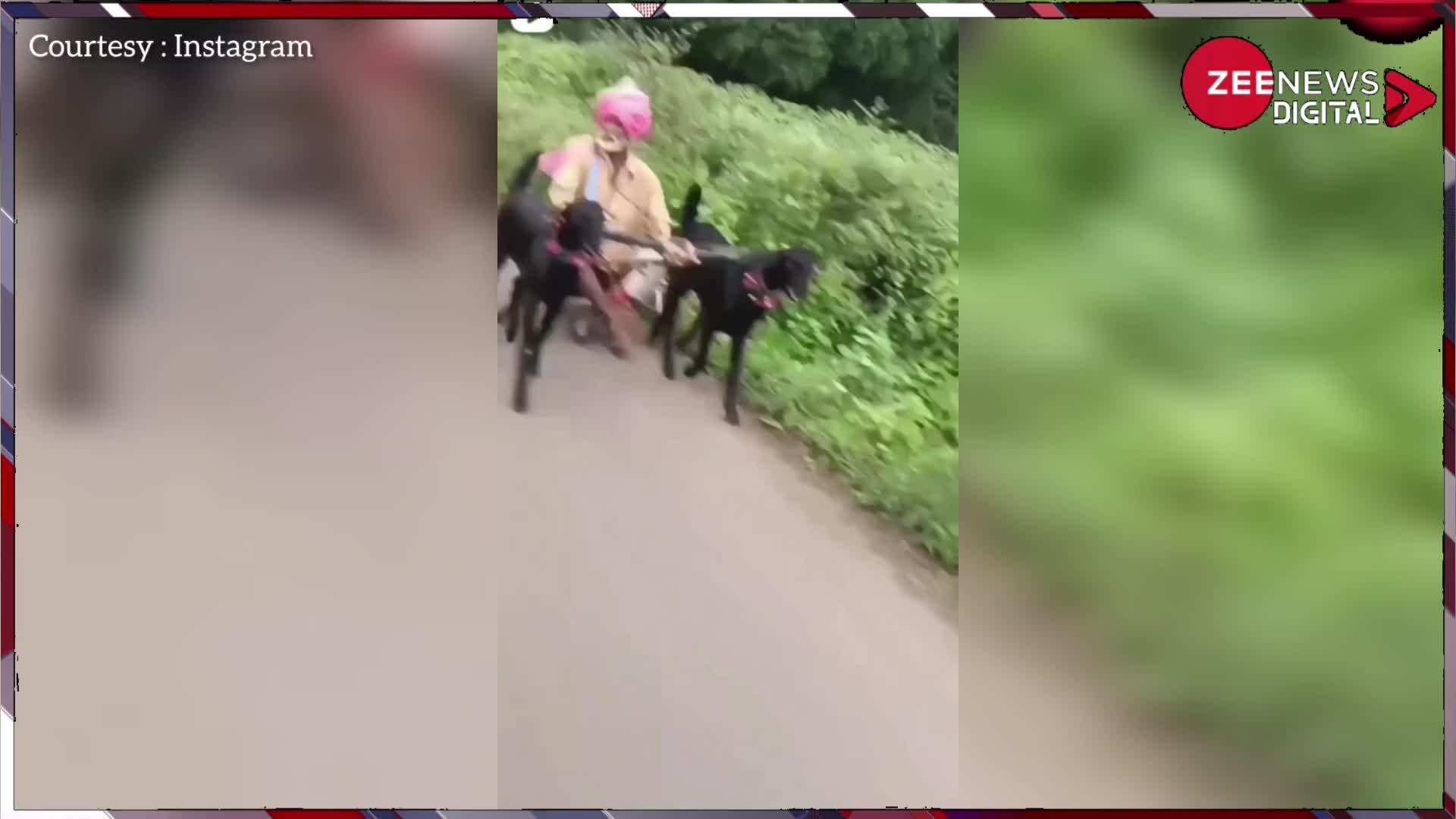 Viral: बकरियों की चाचा ने बना दी गाड़ी, फिर दिखाया देसी स्वैग, वीडियो देख लोगों का हुआ हंस-हंसकर बुरा हाल...