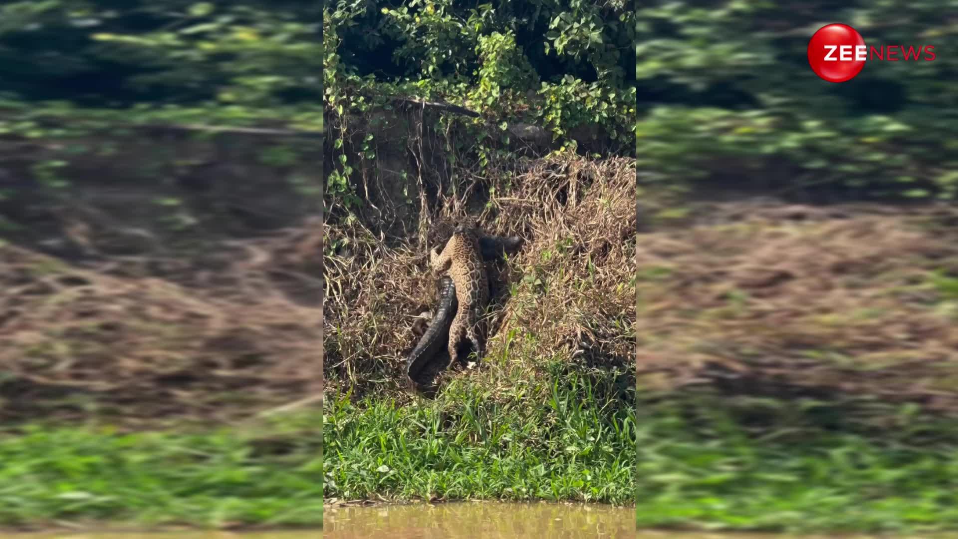 भारी-भरकम मगरमच्छ का शिकार कर मुंह में दबाकर ऊपर चढ़ने लगा जैगुआर, फिर जो हुआ देख छूट जाएगी हंसी