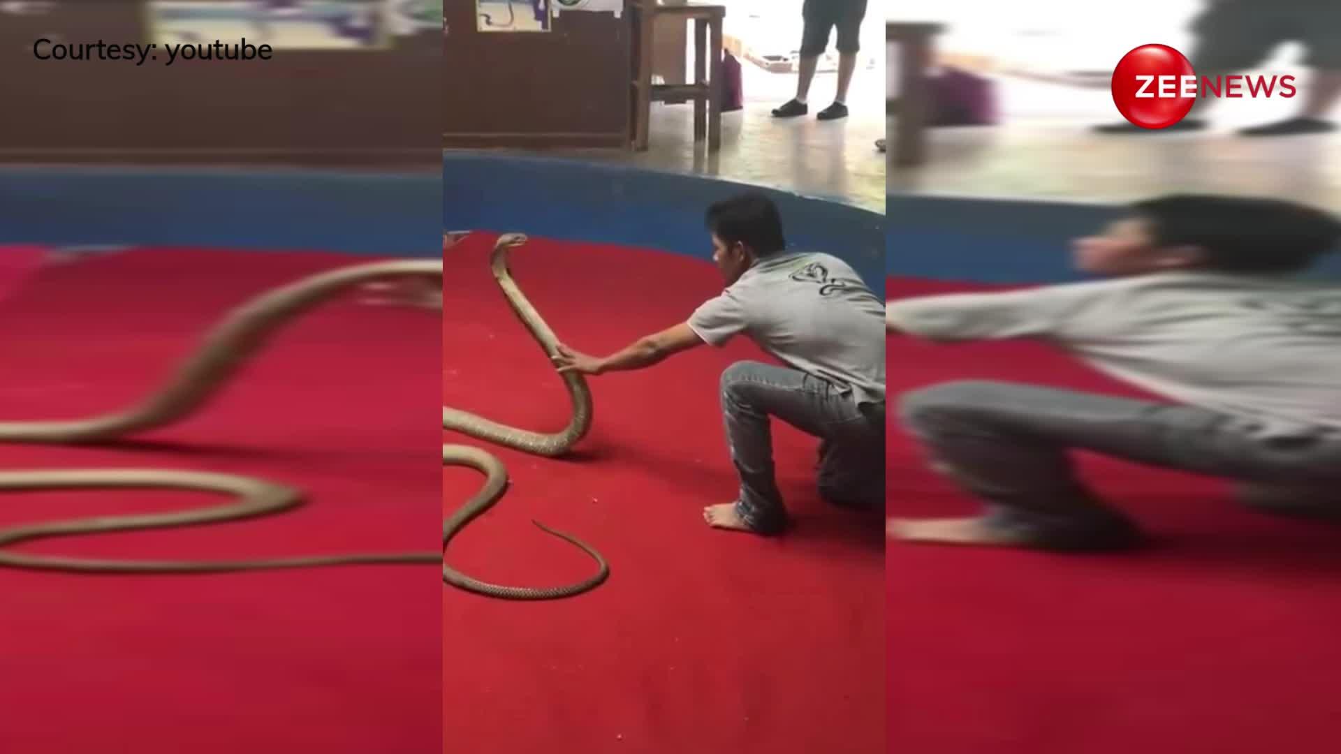 King Cobra को काबू करना चाहता था लड़का, जैसे ही लगाया हाथ निकल गई हेकड़ी, वीडियो वायरल