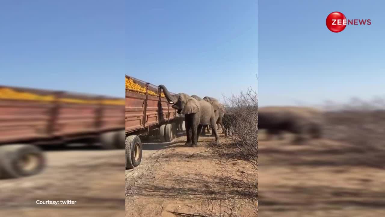 संतरों से भरा ट्रक जंगलों के बीच हुआ खराब ट्रक तो हाथियों का झुंड चुपके से आकर खाने लगा फल; लोग बोले- क्यूट चोर