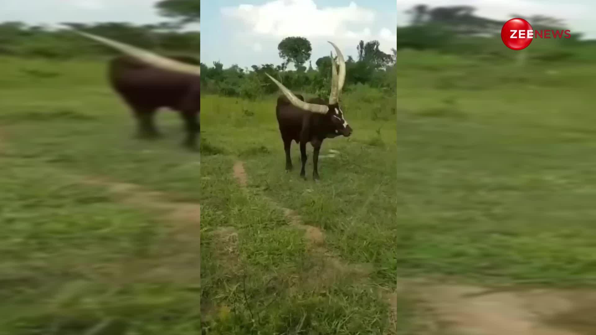 क्या आपने देखा है तीन सींग वाला सांड? Video देख उड़ जाएंगे होश