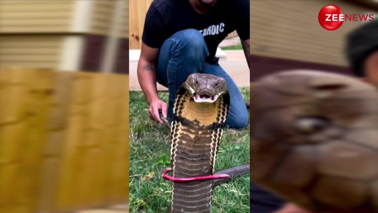 King Cobra: शख्स ने अपने हाथों में पकड़ लिया किंग कोबरा का गला, Video देख लोगों को श्रीदेवी की याद आ गई