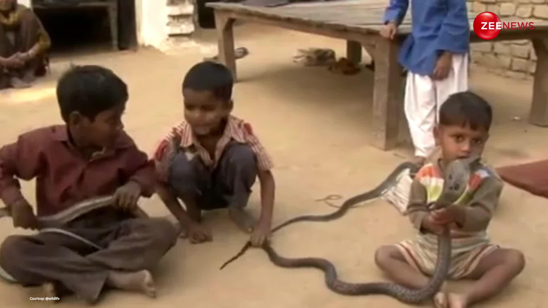 दो साल के छोटे-छोटे बच्चों के साथ रोज खेलते हैं सांप, भाई-बहनों की तरह करते लड़ाई! नजारा देख नहीं होगा विश्वास