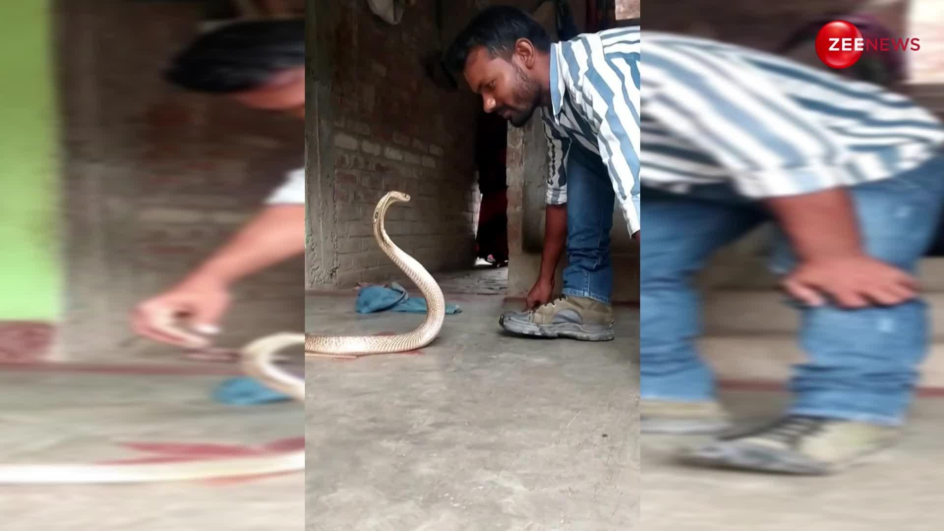 King Cobra के जाते ही लड़के ने नागिन को अकेला देख कर दिया किस, देखें ये वायरल वीडियो