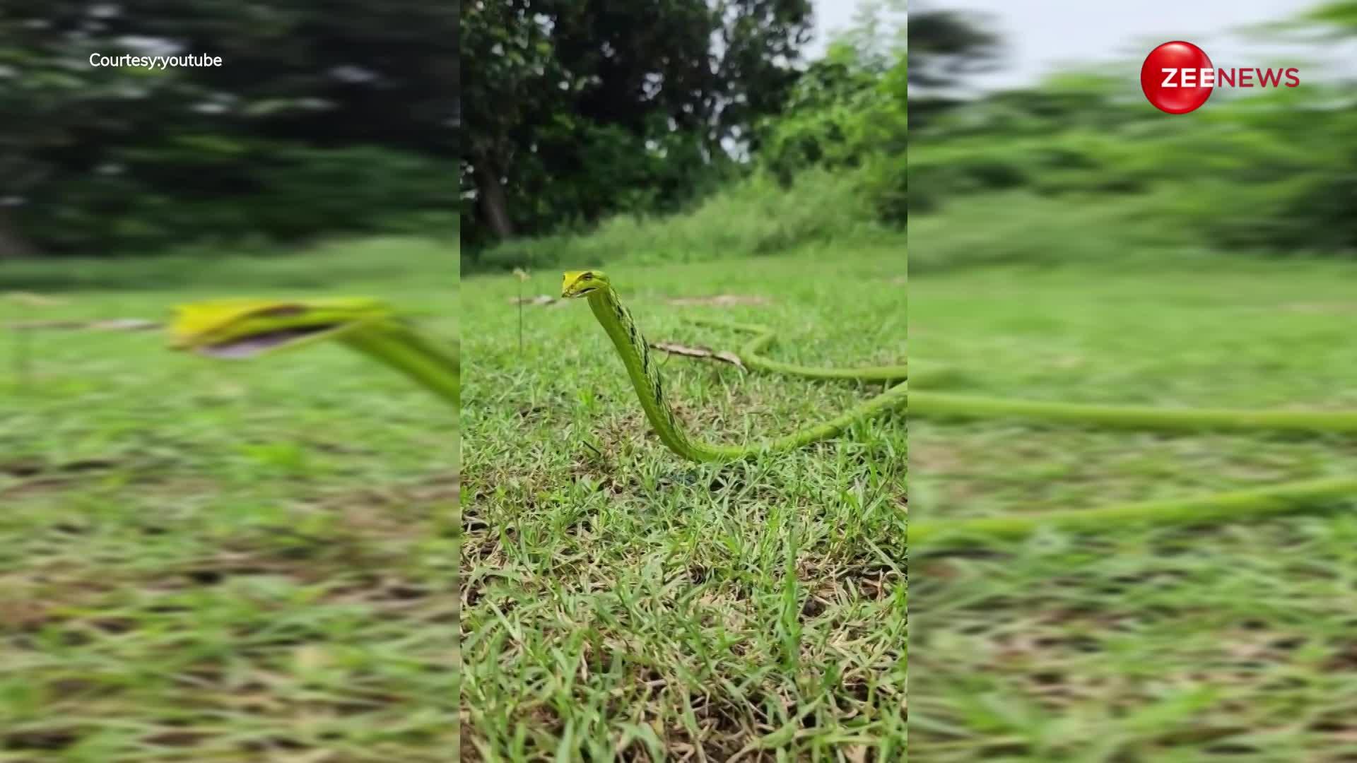 चीते से भी तेज दौड़ता है ये सांप, विषैला इतना कि एक झटके में हो जाए मौत