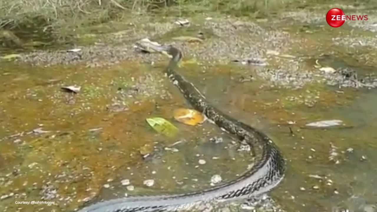 King Cobra Video: कीचड़ में लोट-पोट करते दिखा एशिया का सबसे बड़ा किंग कोबरा, साइज देख उड़ जाएगी रातों की नींद