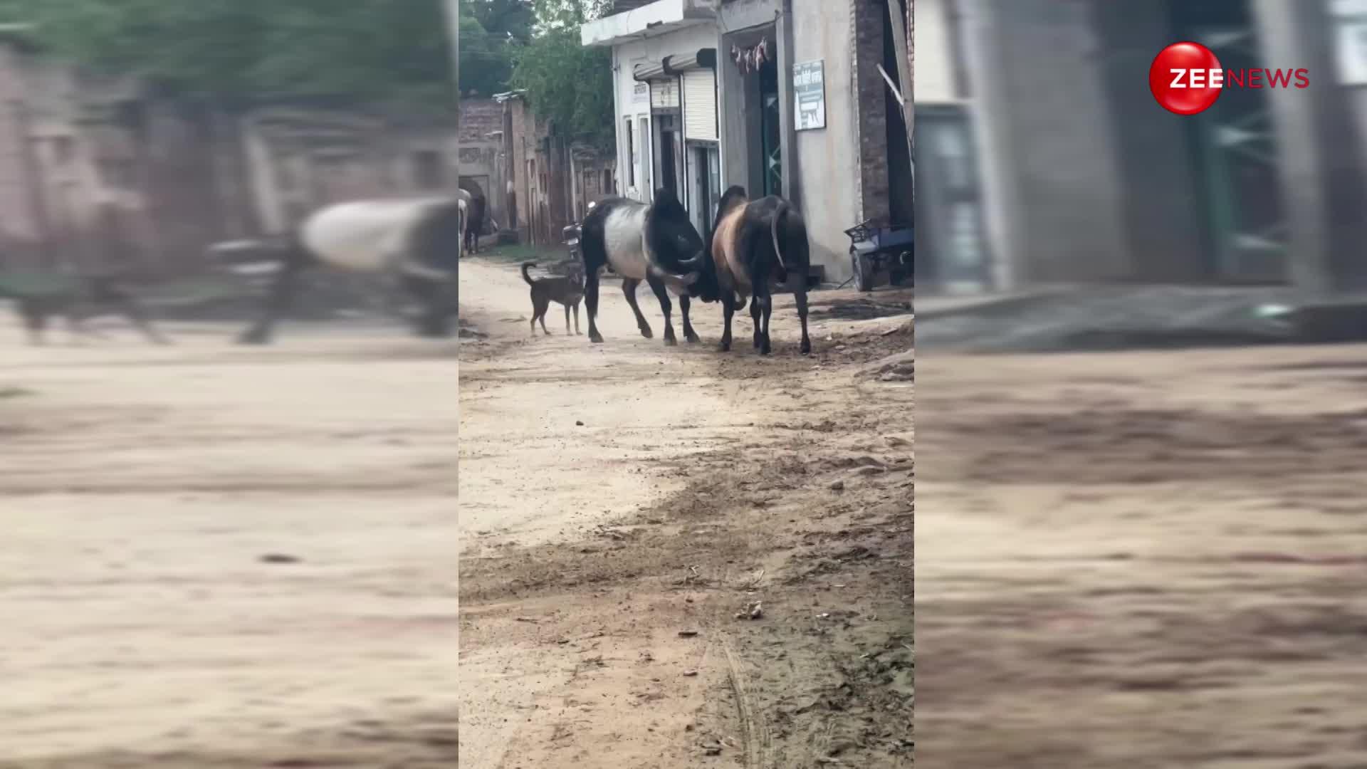 दो गुस्सैल बैलों की लड़ाई में रेफरी बना गली का कुत्ता, वीडियो ने दिलाई WWE की याद