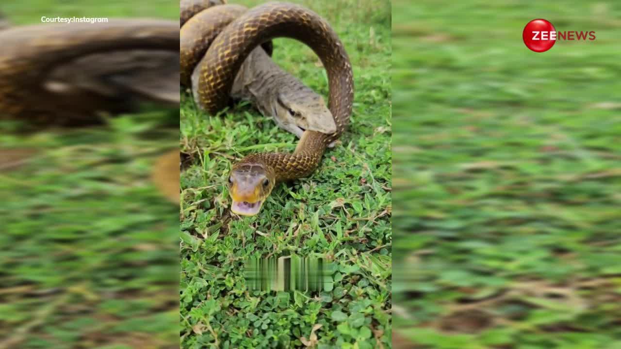 विष खोपड़ा को सांप ने जकड़ा मगर पड़ गए जान के लाले, खौफनाक वीडियो वायरल