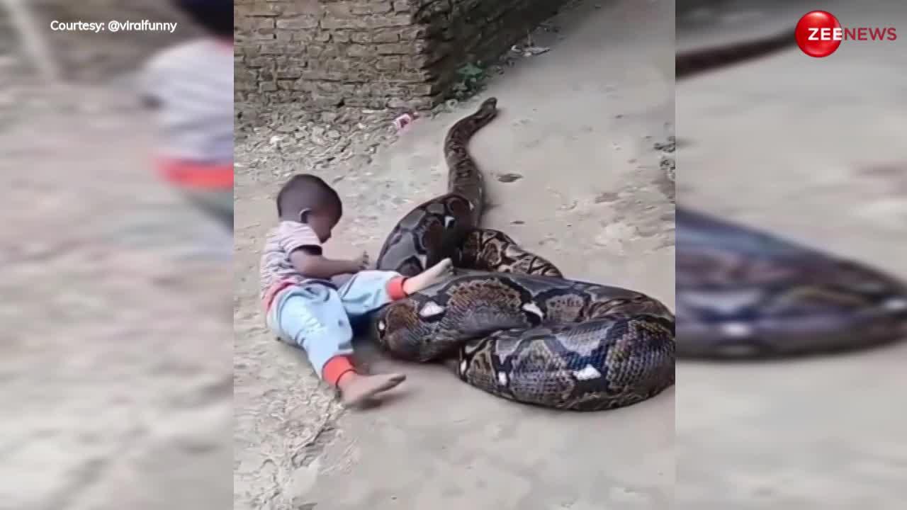 Python Video: अरे बाप रे! कभी बैठा ऊपर तो कभी पकड़ा मुंह.. 20 फीट लंबे अजगर को 1 साल के बच्चे ने बनाया खिलौना!