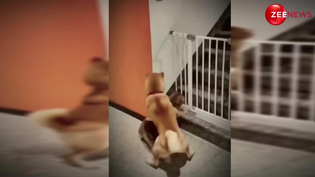 Dog and Cat video: प्यार में पड़े कुत्ते ने बिल्ली को भगाया, लोग बोले-दुश्मन बने प्रेमी