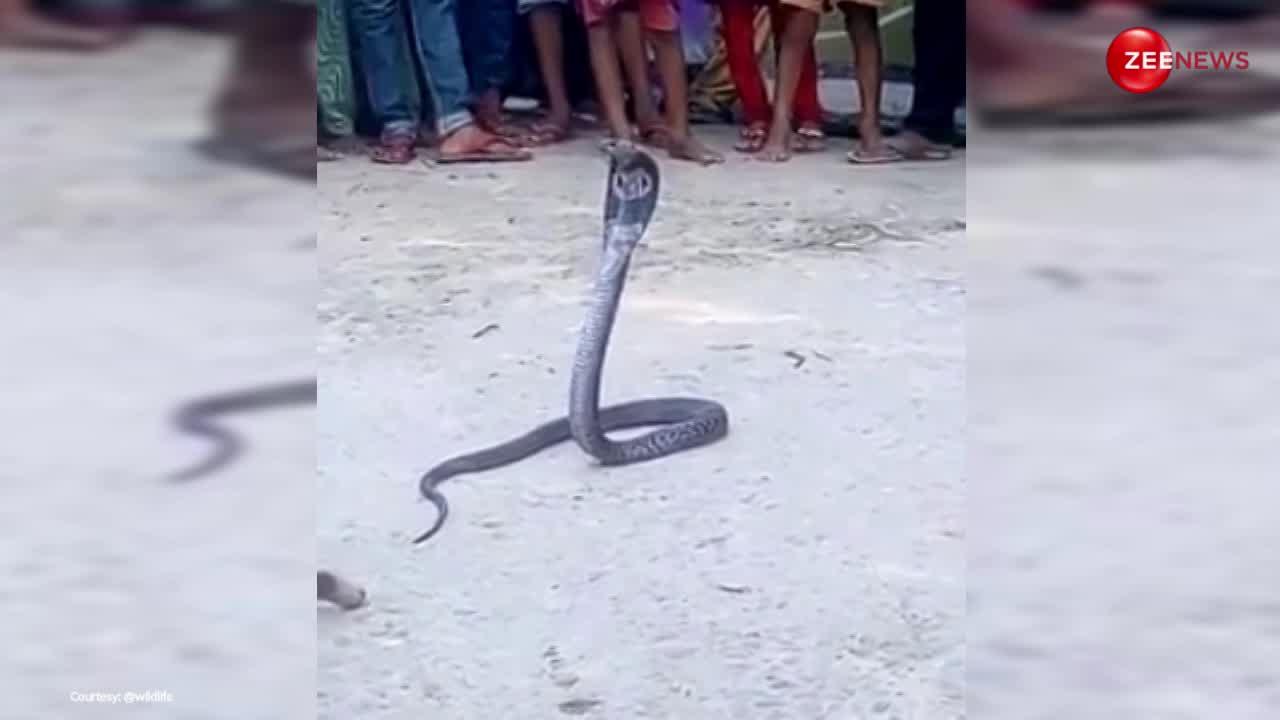 King Cobra Video: सावन के पहले दिन गांव में घुस आया चंद्र नाग, देखने उमड़ पड़ी भीड़, तो डर गया बेचारा!