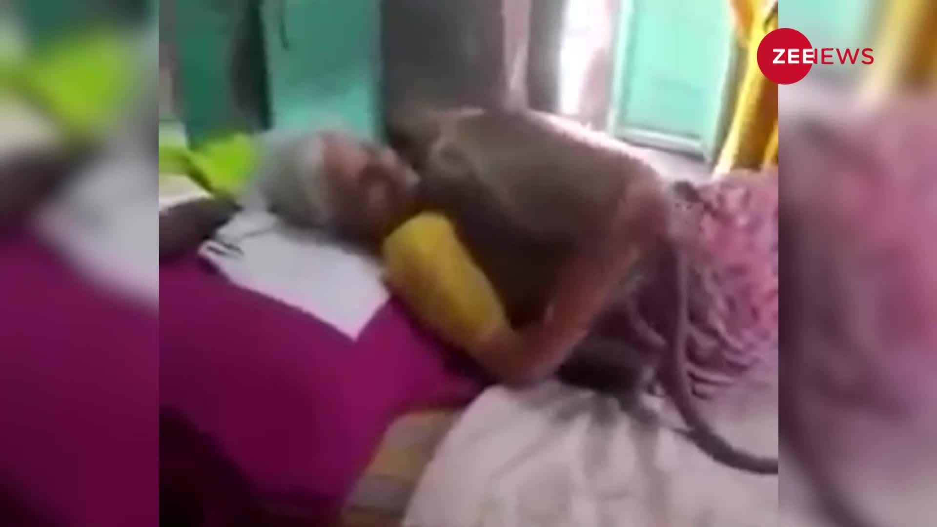 Viral Video: बुजुर्ग महिला लंगूर को डालती थी रोज खाना, बीमार हुई तो मिलने आ गया बंदर