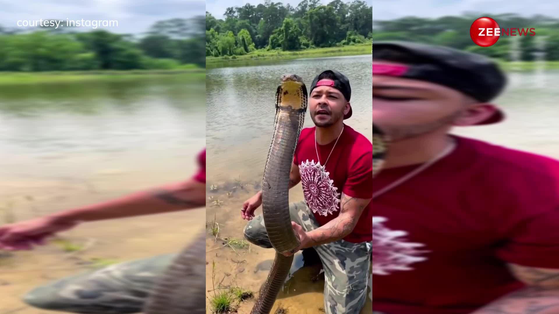 जांबाज लड़के ने Indian King Cobra का फन पकड़ कर डाला किस... वीडियो देख सहम उठे लोग