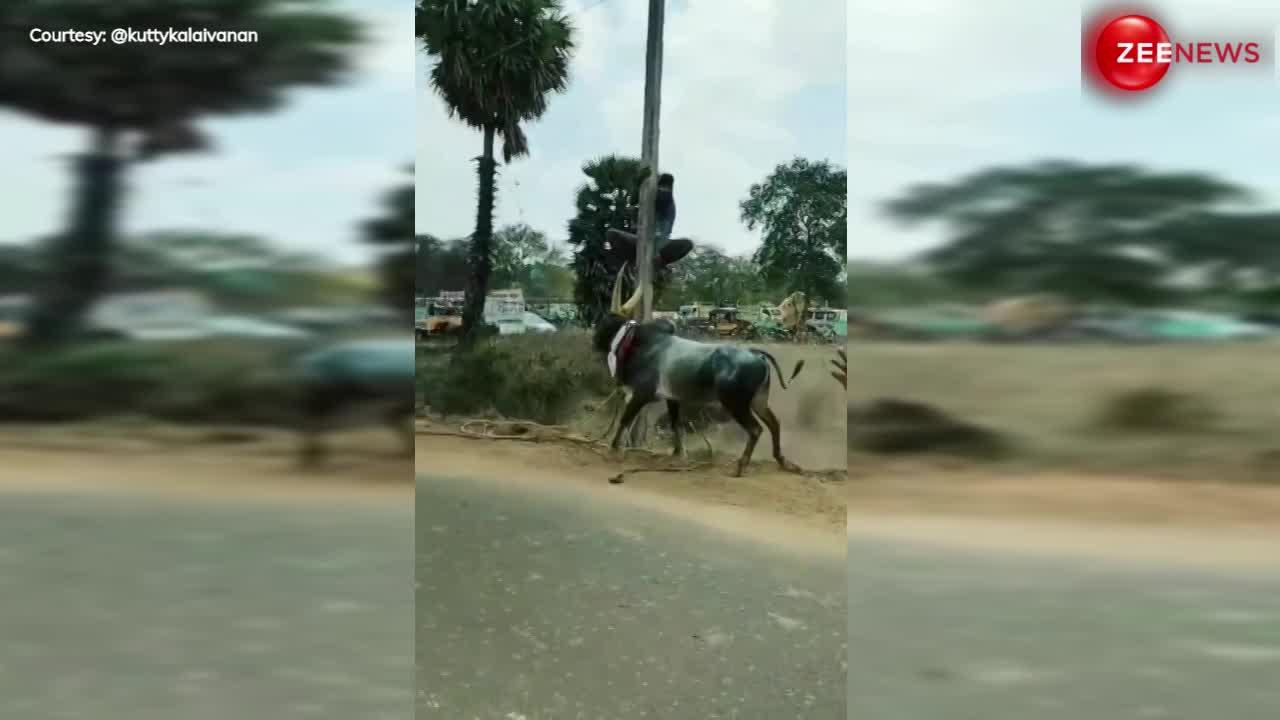 Angry Bull Viral Video: गुस्से में पीछा कर रहा था बैल, जान बचाने के लिए बिजली के खंभे पर चढ़ा युवक फिर....