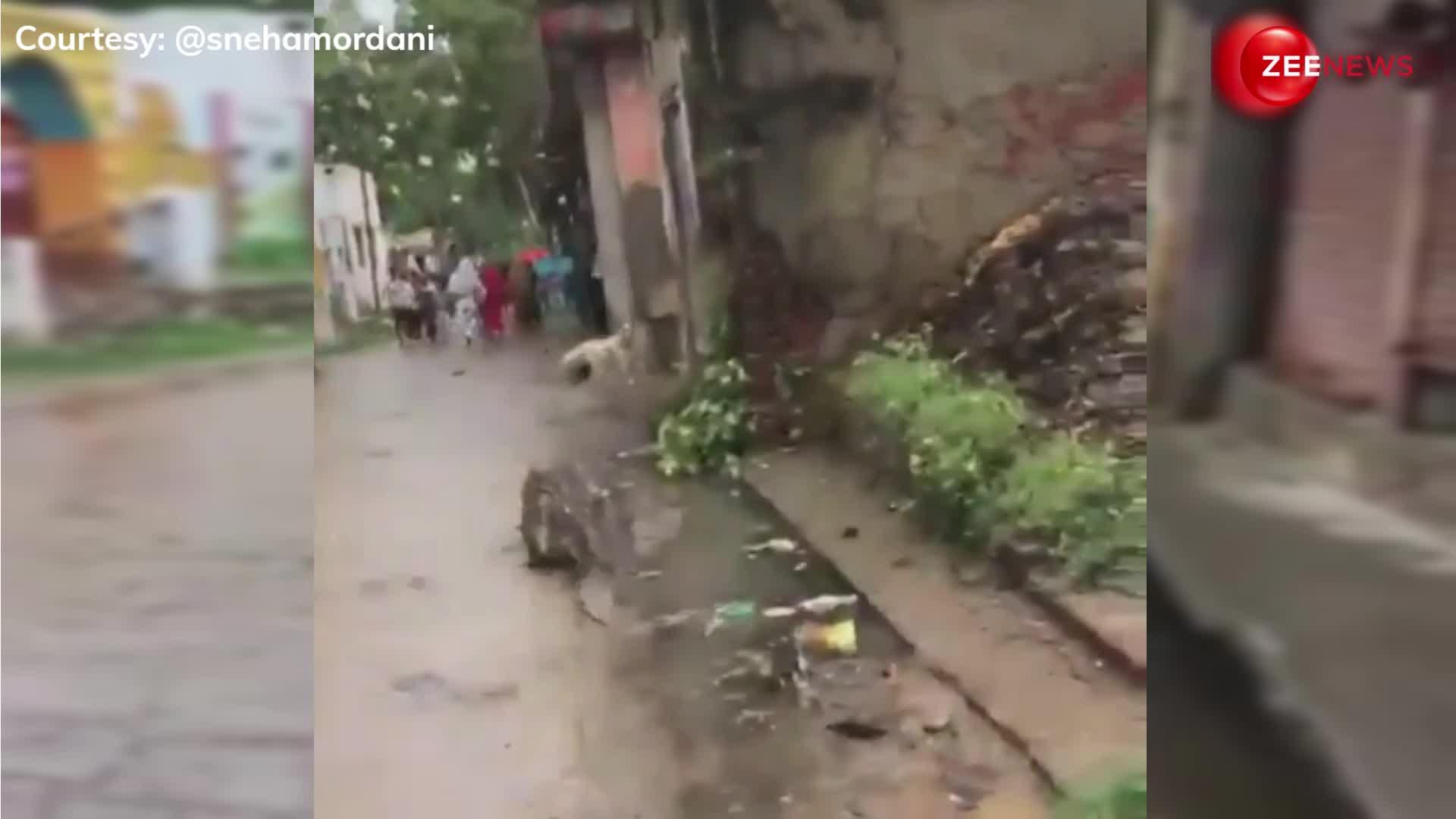 VIDEO: बिजनौर में गांव की सड़क पर सैर करने निकला मगरमच्छ, अवारा कुत्ते ने दिखाई हीरोपंती, फिर जो हुआ...