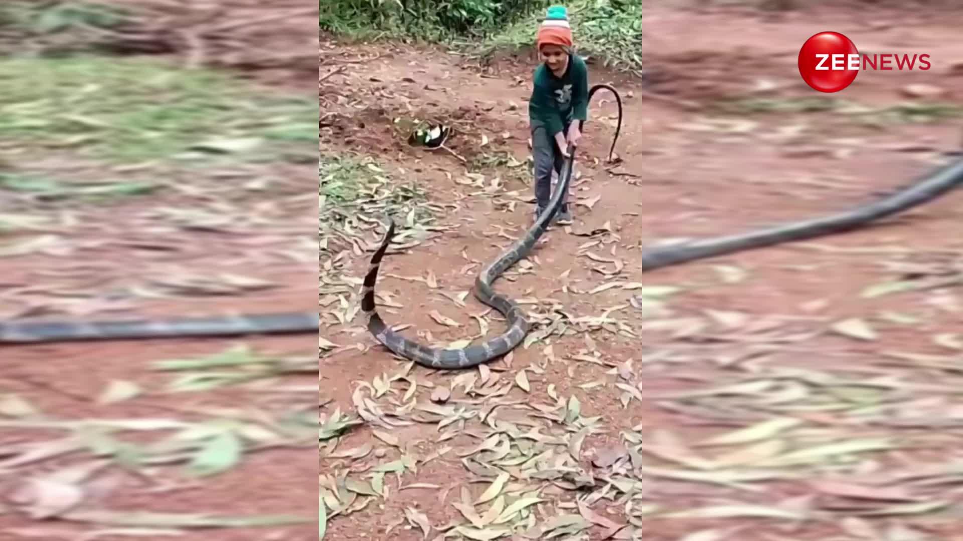 King Cobra: बच्चे  ने जैसे ही पकड़ी किंग कोबरा की पूंछ,  सांप ने किया ये रियेक्ट