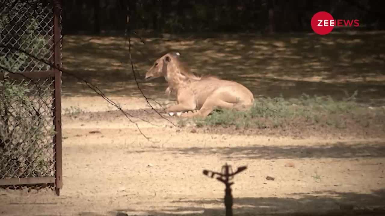 National Zoo Lover's Day : क्या जानवरों के लिए Zoo जरूरी है? Zoo छीन लेते हैं जानवरों की आजादी!