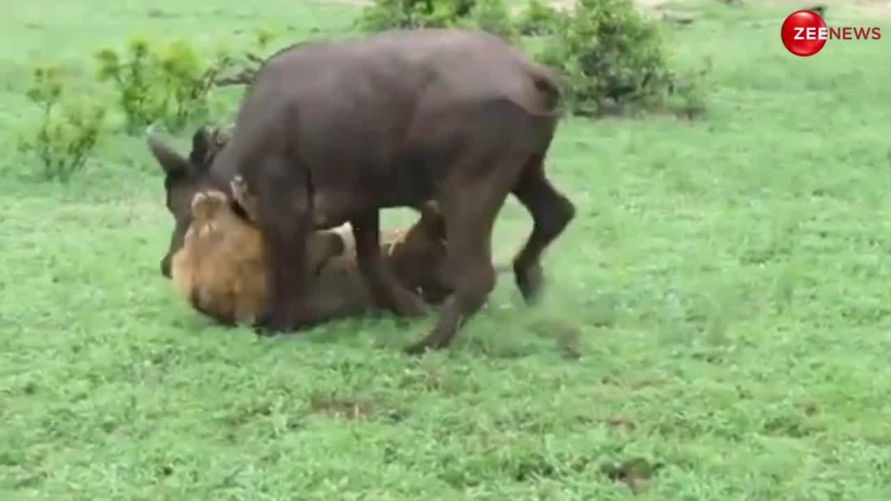 Lion Buffalo: भैंसों के झुंड में घुस गया शेर, फिर शिकार का पकड़ा ऐसे गला, मारकर ही लिया दम!