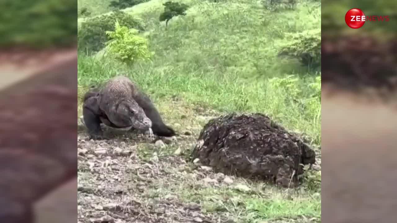 Komodo dragon: कोमोडो ड्रैगन ने बछड़े पर किया हमला, बिलक-बिलक कर रोई मां