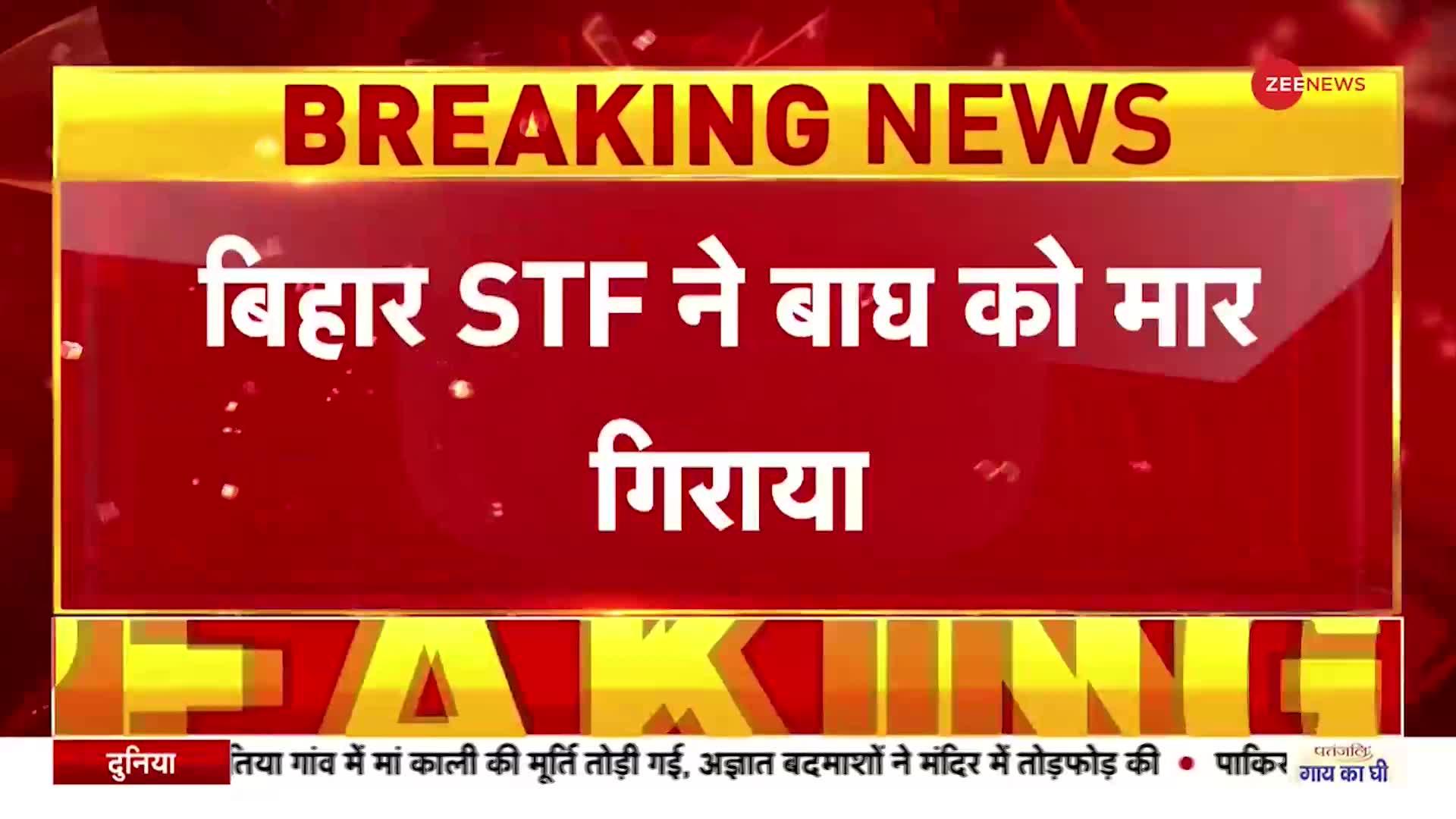 बगहा में बिहार STF ने मार गिराया आदमखोर बाघ