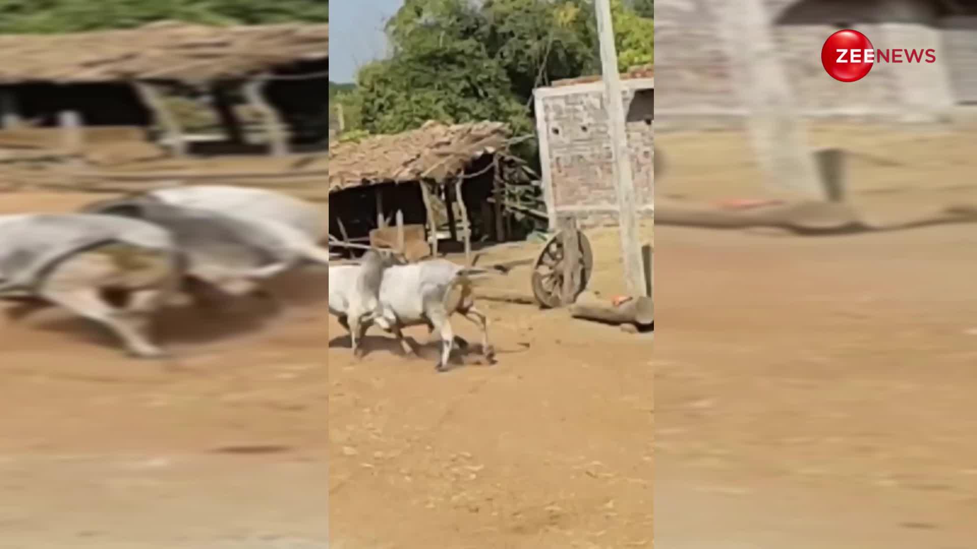 गांव के गुस्सैल सांडों का हुआ घमासान युद्ध! अफरा-तफरी से जान बचाकर इधर-उधर भागने लगे लोग