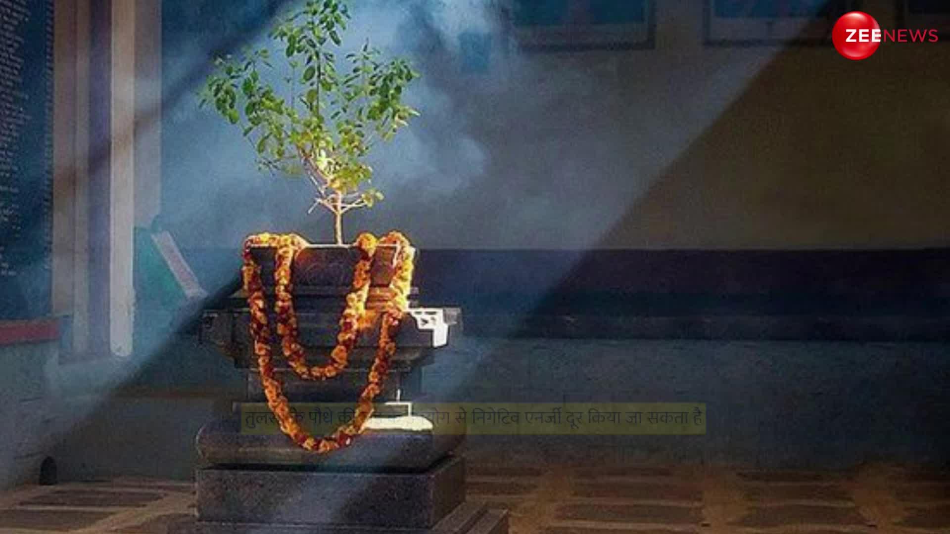 Tulsi Roots Totke: तुलसी का पौधा ही नहीं, जड़ भी है बहुत कमाल, उपाय करते ही मिलेगा छप्परफाड़ पैसा