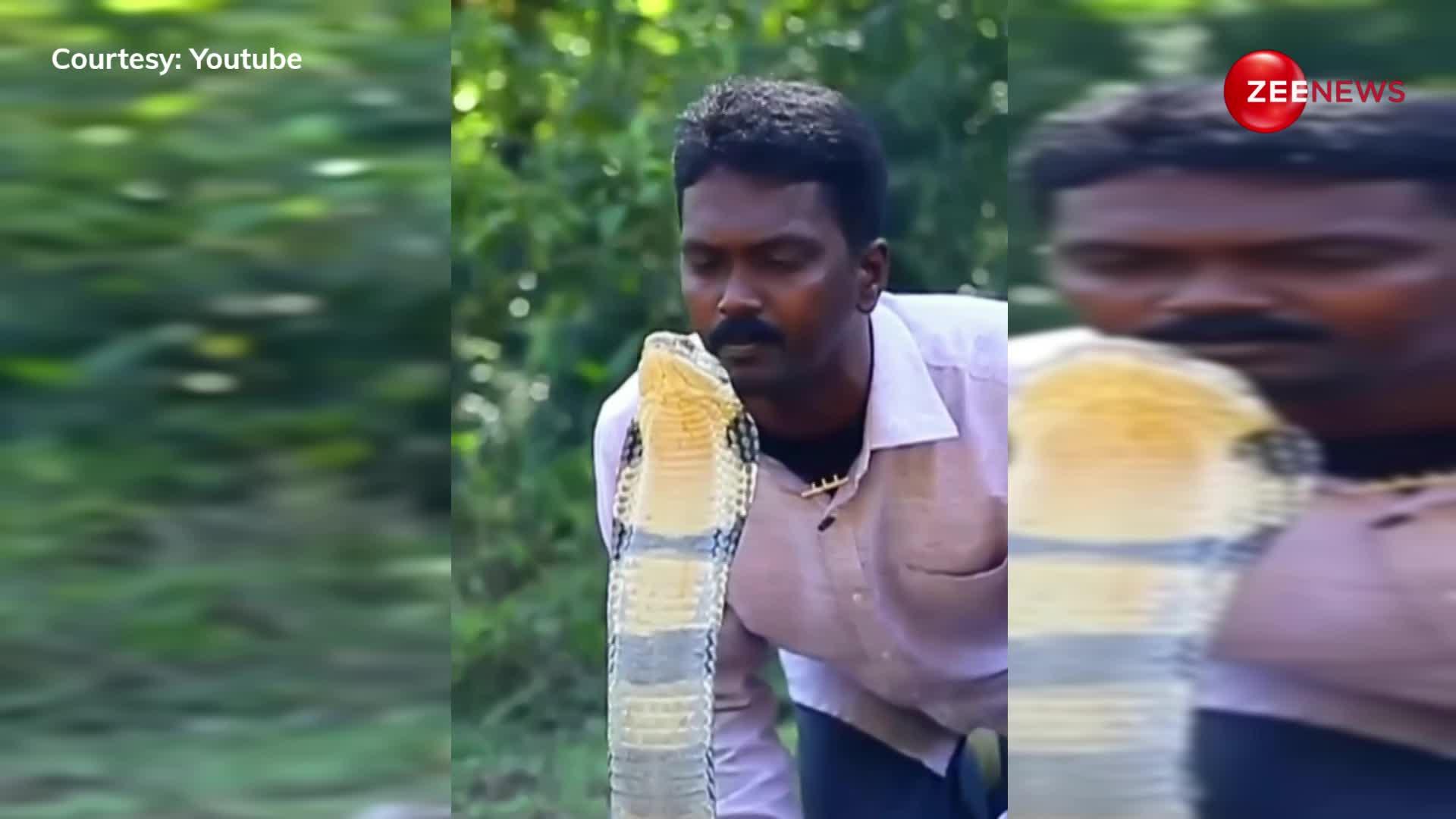 बीवी की जगह King Cobra का चुम्मा लेने पहुंचा आदमी, वीडियो देख भड़के लोग कहा- 'इतनी आग लगी है तो...!