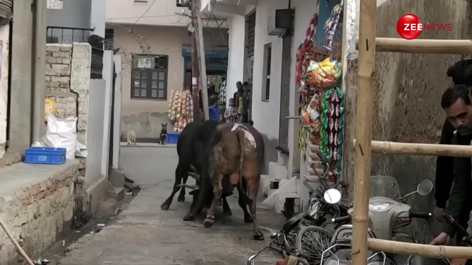 छोटी सी गली में हुआ उग्रवादी सांडों का महासंग्राम... लड़ाई की वजह से महोल्ले में हो गया बवाल