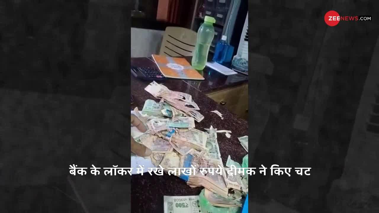 बैंक के लॉकर में रखे लाखों रुपये चट कर गई दीमक, नजारा देख खाताधारक के उड़े होश