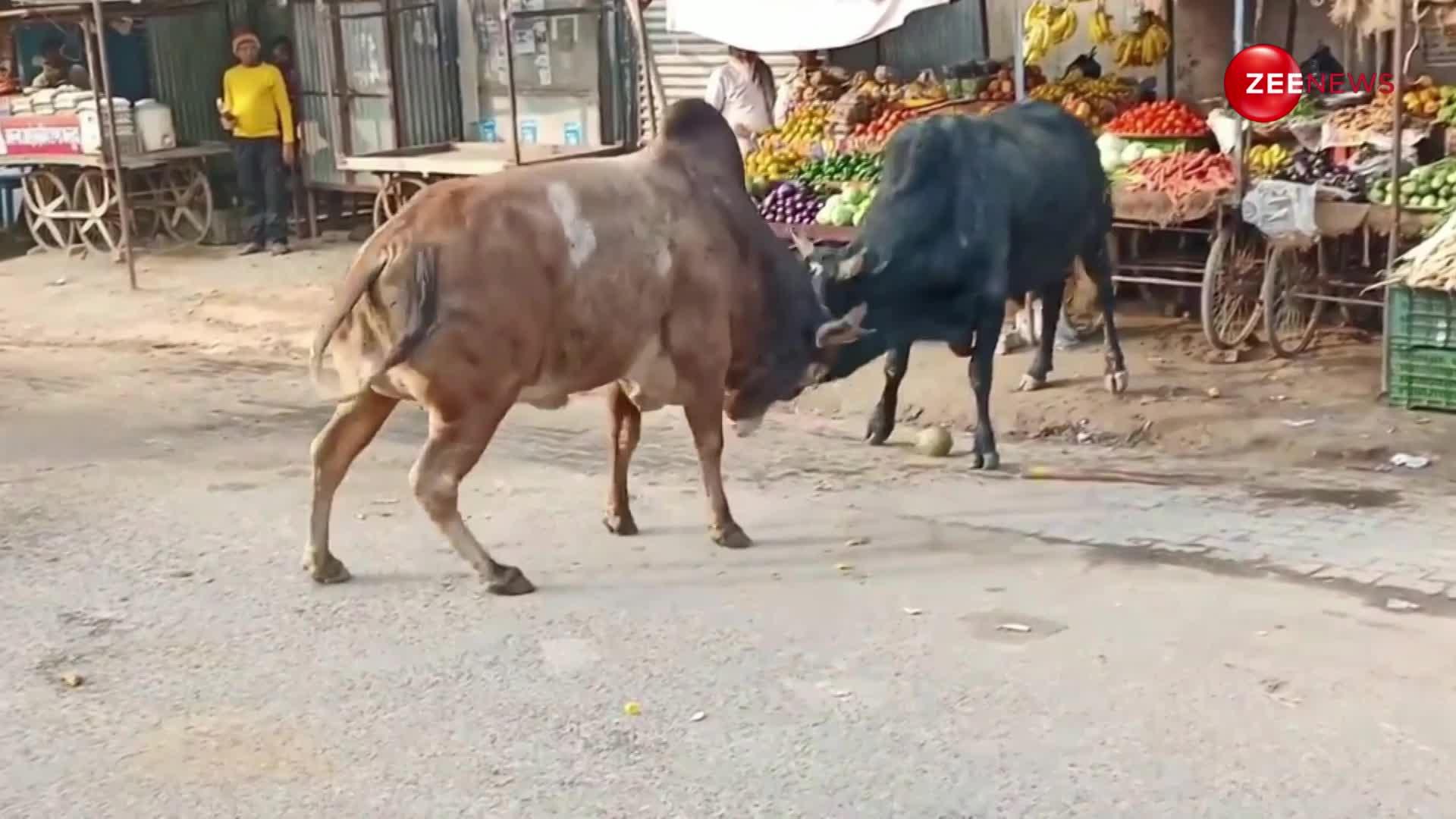 क्रोधित बैलों की लड़ाई में फ्रूट मार्किट में लग गया चक्का जाम... इतना भीषण युद्ध देख सकपकाए लोग