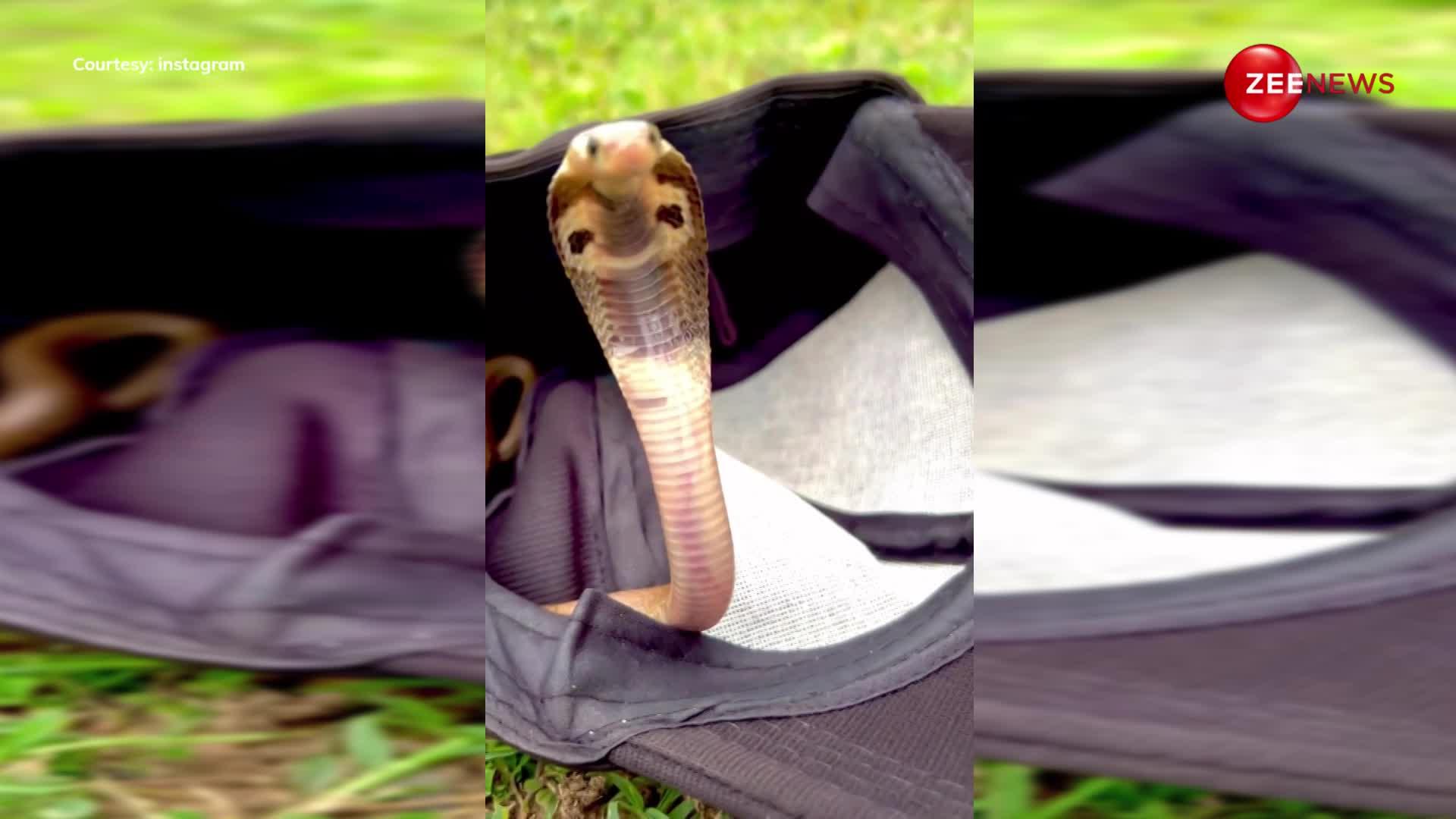 शख्स की टोपी में से निकला 3 साल का King Cobra, पहली झलक देख थम गई लोगों की सांसें