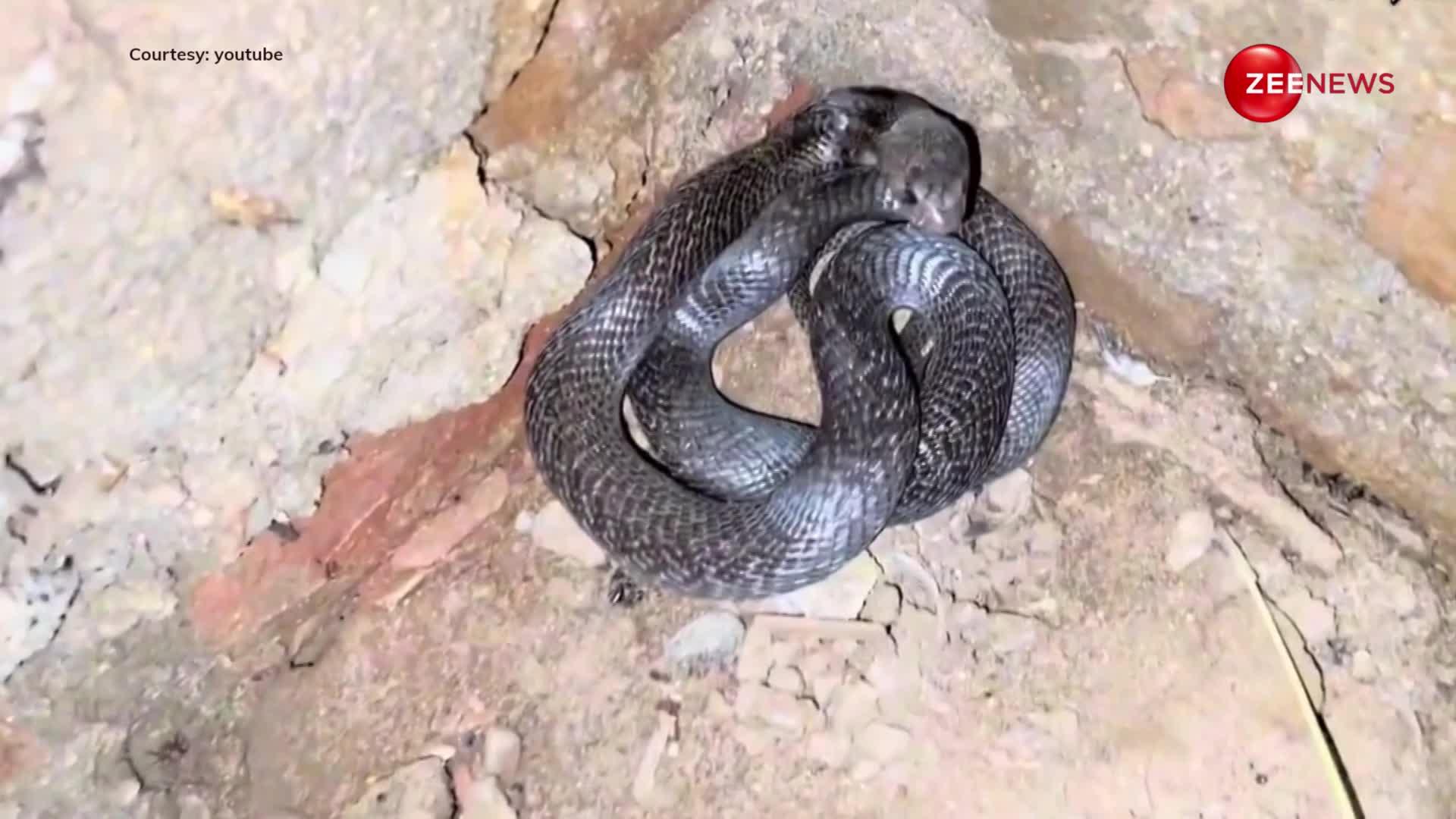 पेट्रोल पंप में रात को नजर आया 30 फीट लम्बा King Cobra... बाहर निकलकर स्नेक कैचर पर ही कर दिया जबरदस्त अटैक