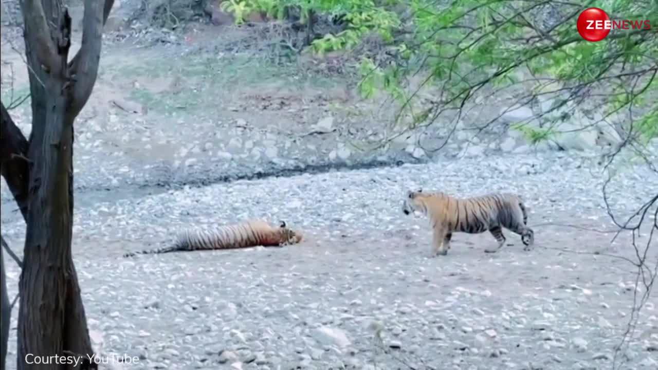 सोते हुए टाइगर को दूसरे बाघ ने डरा के उठाया तो पड़ गया महंगा, जान बचाने के लिए करनी पड़ी Alia Bhatt जैसी एक्टिंग