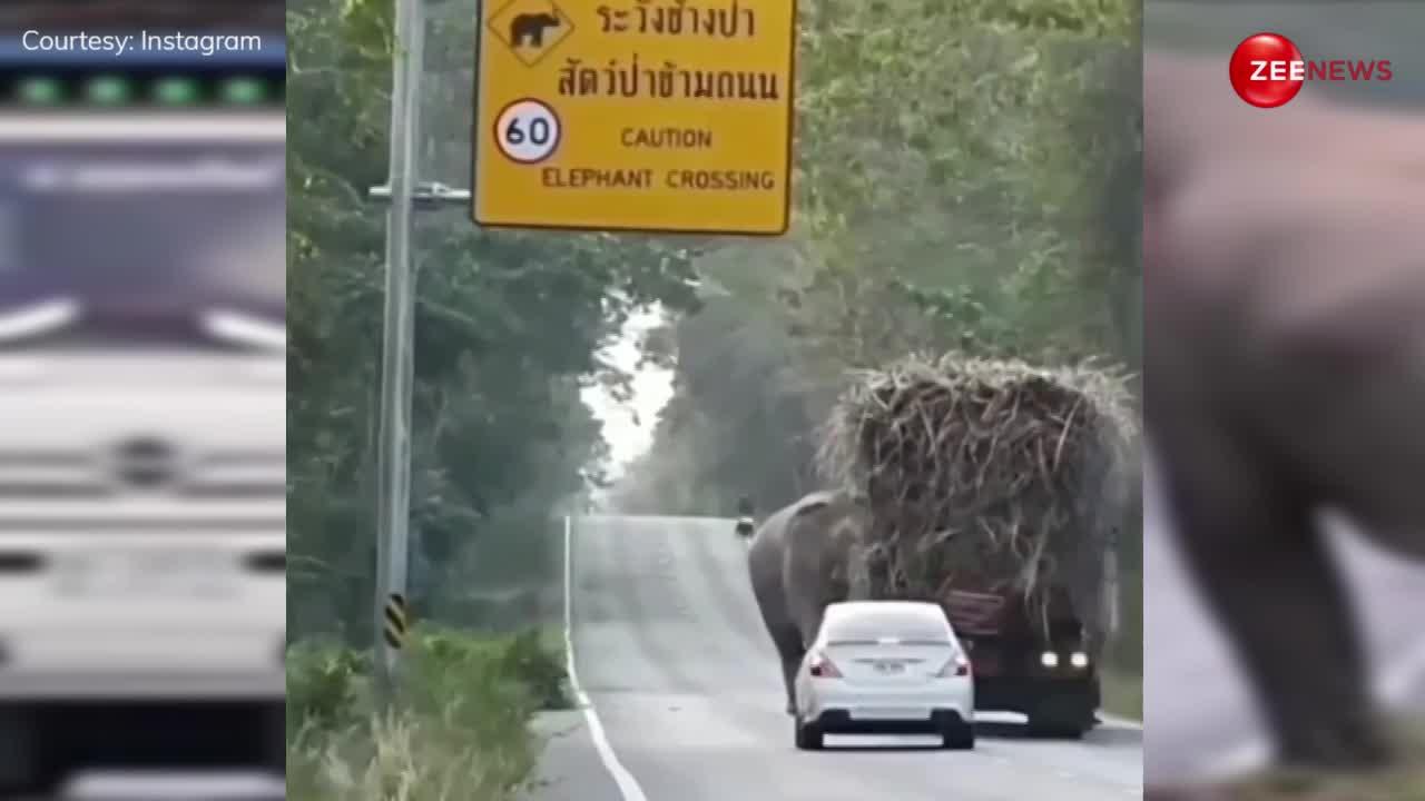 दरोगा बना हाथी! सड़क पर हर गन्ना ट्रक को रुकवाकर ऐसे वसुलता है टैक्स, दादागिरी देख लोग बोले- ये तानाशाही नहीं चलेगी