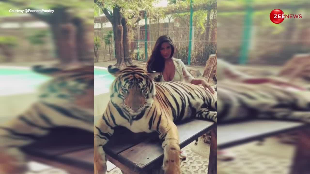 Poonam Pandey ने टाइगर के साथ कराया फोटोशूट, यहां भी नहीं छोड़ी अश्लीलता