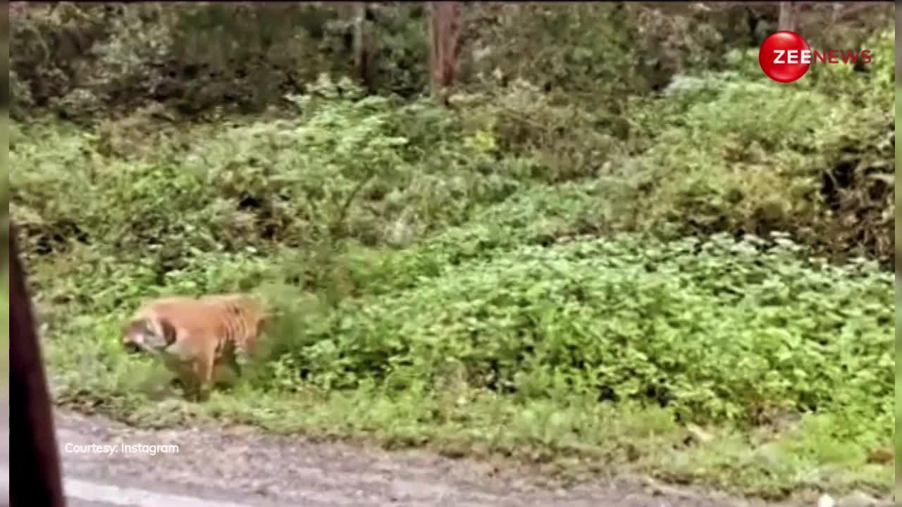 Tiger को देख लड़कियों के मुंह से निकले प्राण, उतर गया सारा कैंपिंग का नशा, देखें Video