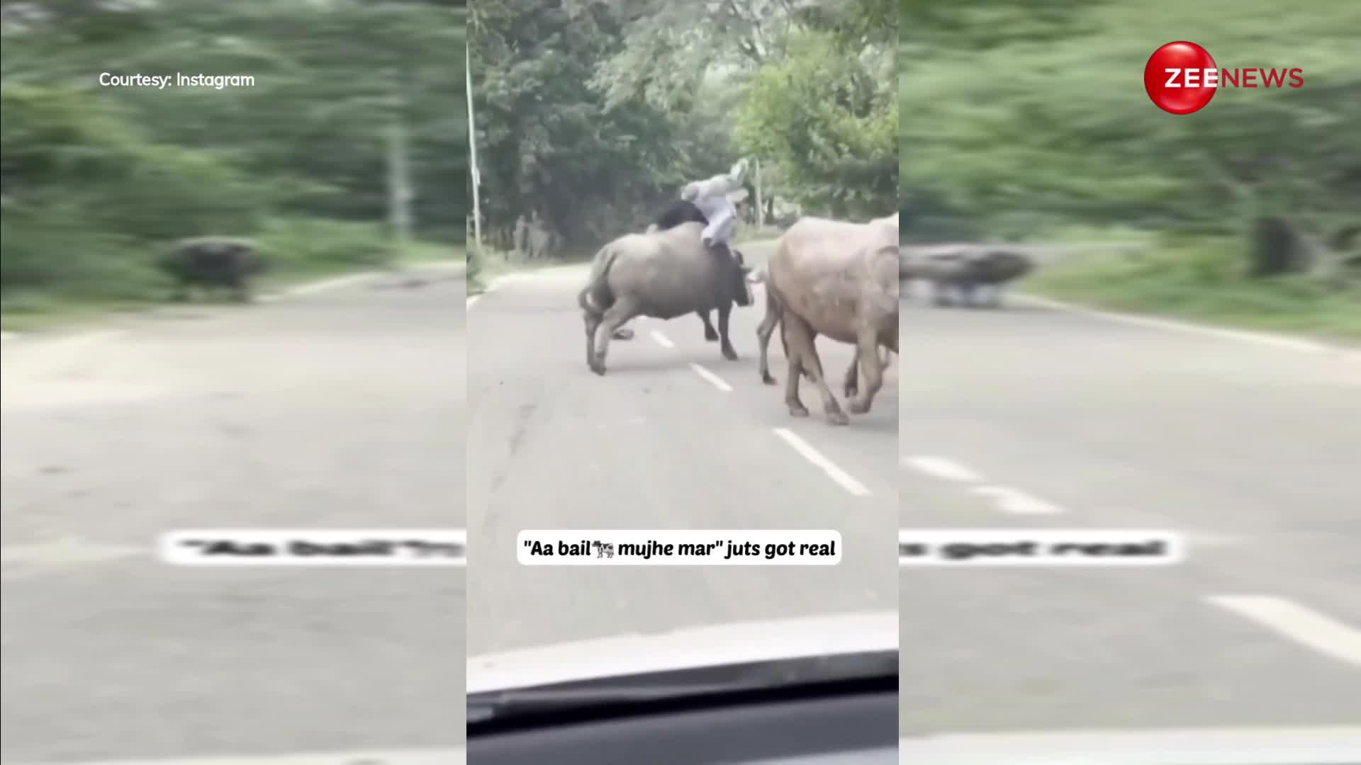 Accident with buffalo: इसे कहते हैं आ बैल मुझे मार! खुद ही मौत से भिड़ गया जवान लड़का, हुआ ऐसा बुरा हाल