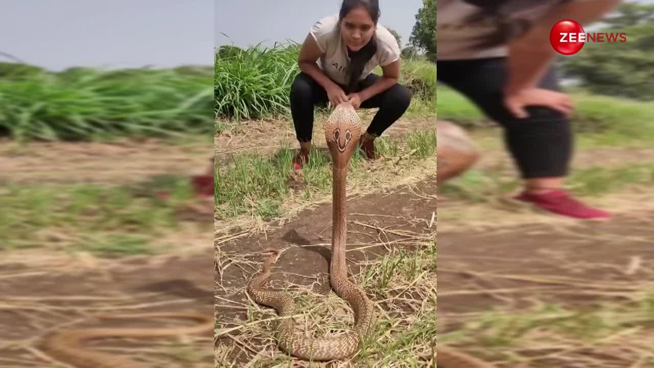 अरे ये क्या? लड़की के इशारों पर नाचने लगा King Cobra, वीडियो ने बढ़ाया इंटरनेट का पारा