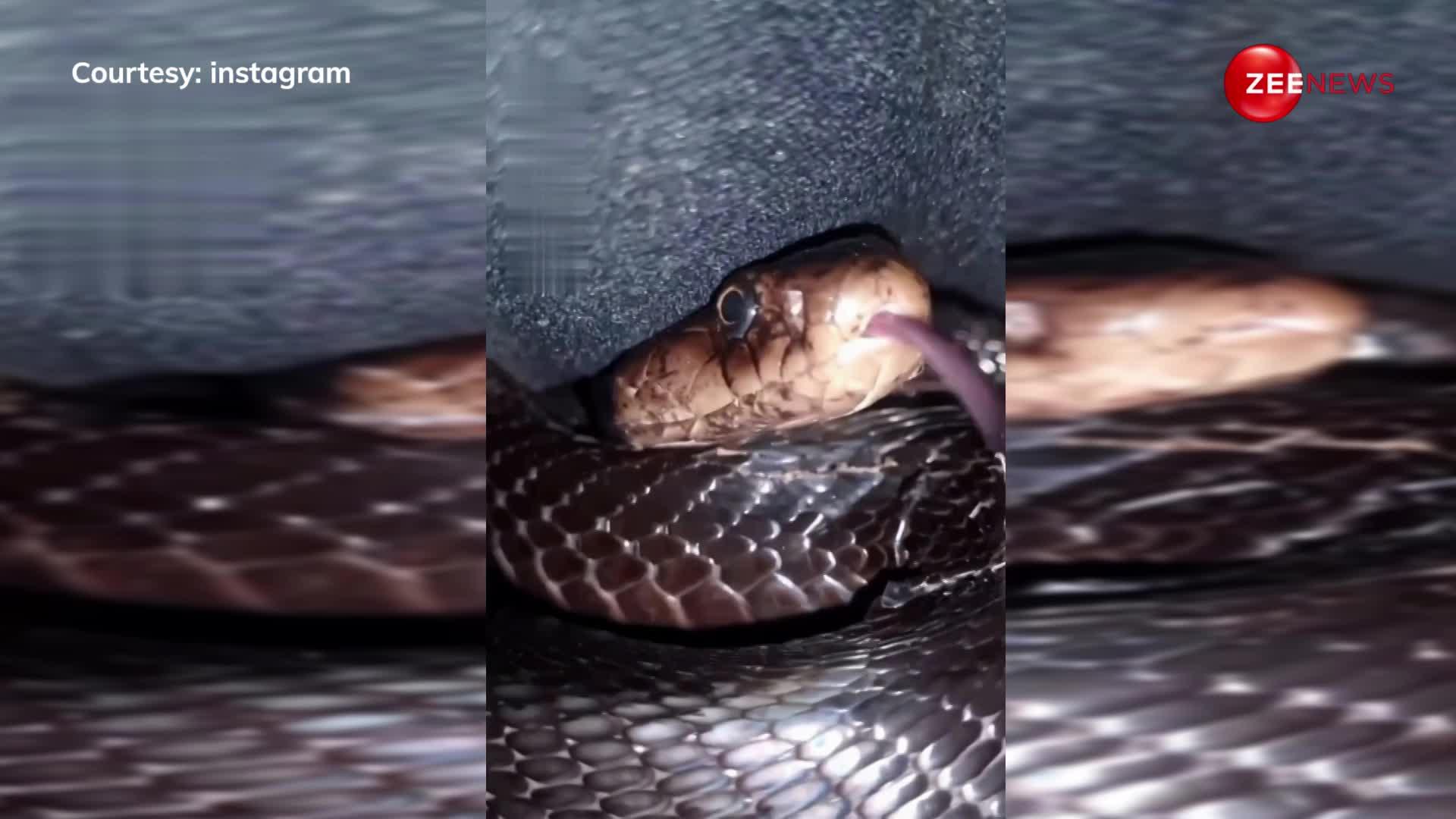 ठंड में जूते के अंदर जा छुपा 11 फीट लंबा King Cobra, इतना बड़ा सांप देख कांप जाएगी आपकी रूह