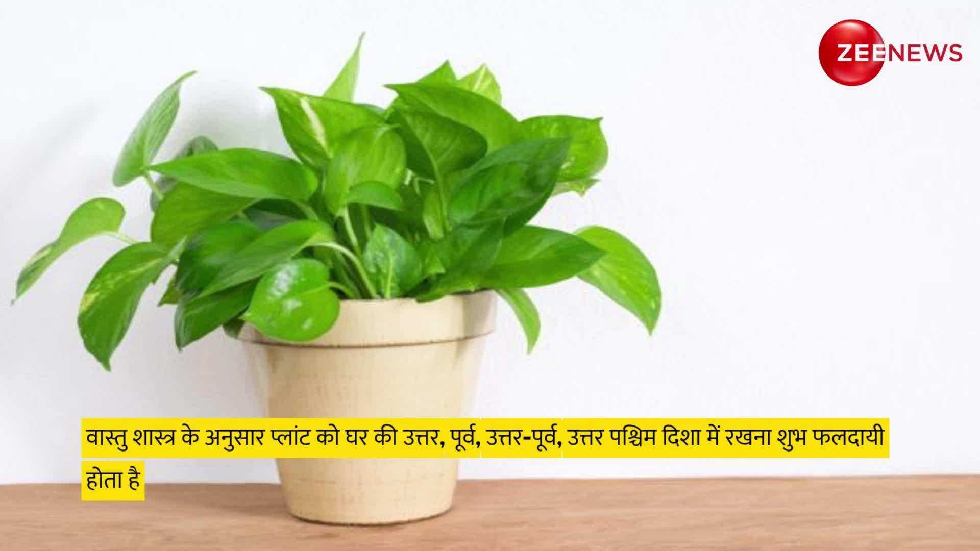 Lucky Plant: घर में इस पौधे को लगाते ही हाथ लग जाता है कुबेर का खजाना, तिजोरी पड़ जाती है छोटी