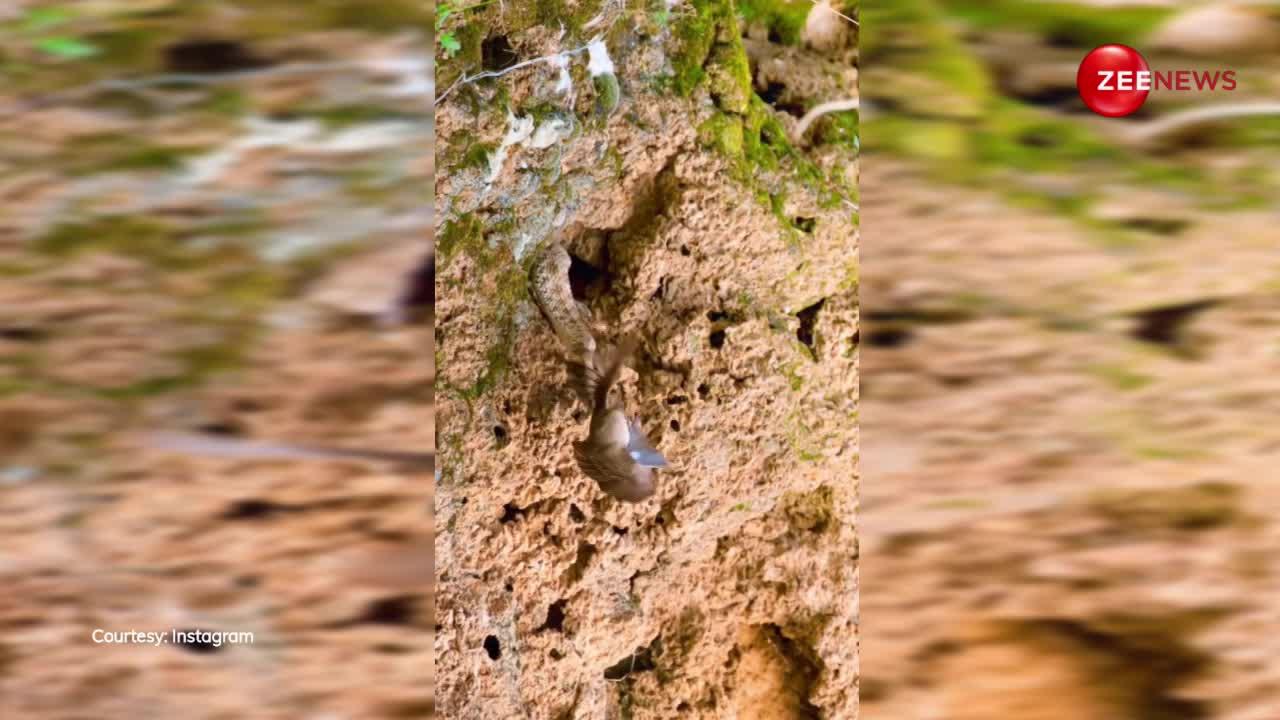 घात लगाकर बैठा था Cobra, हवा में उड़कर अपने शिकार को दबोचा, Video देख हो जाएंगे हैरान