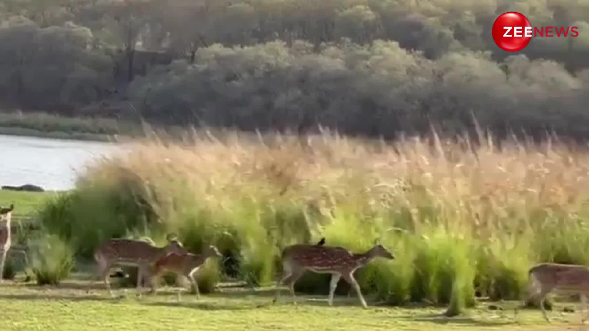 हिरण और शेर का ऐसा खतरनाक वीडियो देख, फटी रह गई सबकी आंखें; वीडियो ने बढ़ाया इंटरनेट का पारा