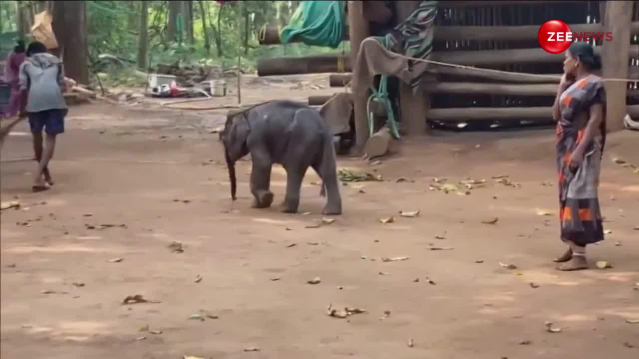 'जाको राखे साइयां मार सके ना कोई...'झुंड से अलग हुआ हाथी का बच्चा तो जंगली जानवरों ने कर दिया हमला, अब चमत्कार से बची जान