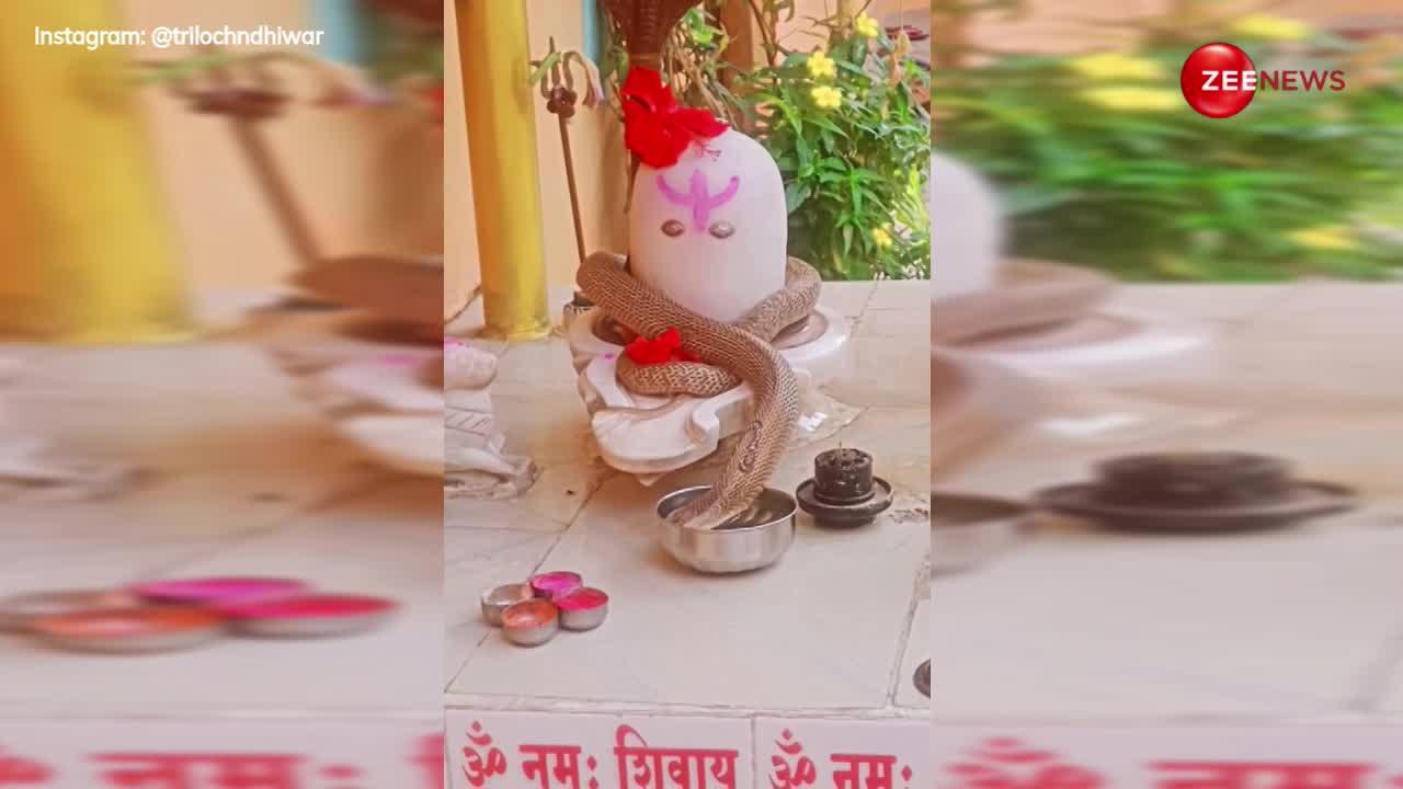 Viral Video: शिवलिंग में लिपटे 5 फुट लंबे कोबरा ने किया कुछ ऐसा, वीडियो देख नहीं नहीं होगा आंखों पर यकीन