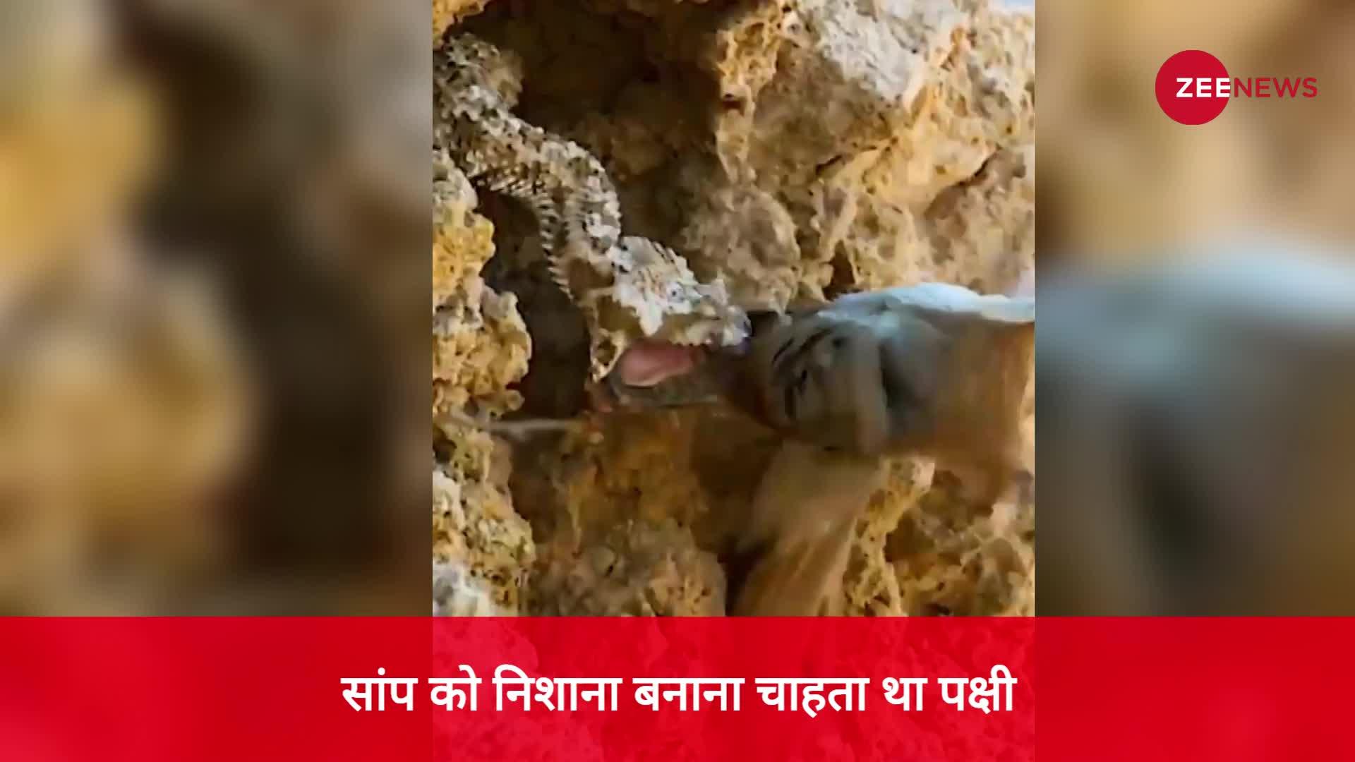 सांप को निशाना बनाना चाहता था पक्षी, वीडियो हो रहा वायरल